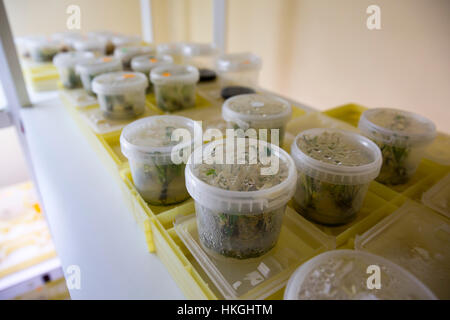 Allevamento di piante rare in un laboratorio biotech. Le piante sono dibbled in piccoli secchielli in plastica. Foto Stock