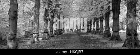 Comune di Lime Tree Avenue, Tilia x vulgaris, Clumber Park, Nottinghamshire, Inghilterra, Regno Unito Foto Stock