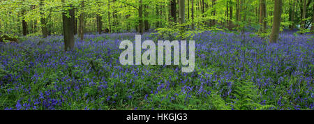 La molla vista orizzontale di un tappeto di fiori Bluebell, Hyacinthoides non scripta, nella Foresta di Sherwood, Nottinghamshire, Inghilterra La Gran Bretagna Foto Stock