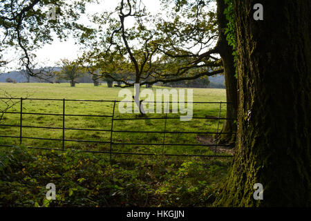 Vista dall'esterno Corte di Arlington, Devon Foto Stock