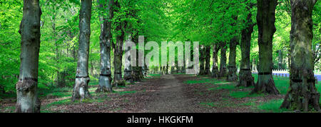 Comune di Lime Tree Avenue, Tilia x vulgaris, Clumber Park, Nottinghamshire, Inghilterra, Regno Unito Foto Stock