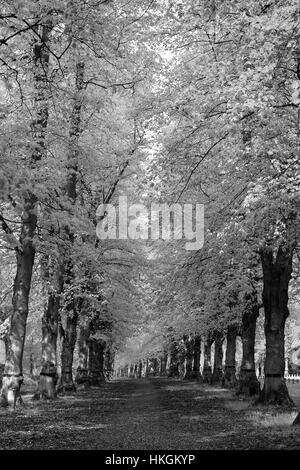 Comune di Lime Tree Avenue, Tilia x vulgaris, Clumber Park, Nottinghamshire, Inghilterra, Regno Unito Foto Stock