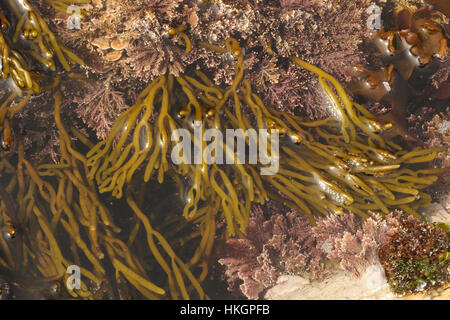 Alghe brune - Bifurcaria bifurcata Foto Stock