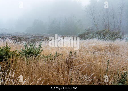 Un freddo gelido e nebbiosa mattina sul comune. Foto Stock