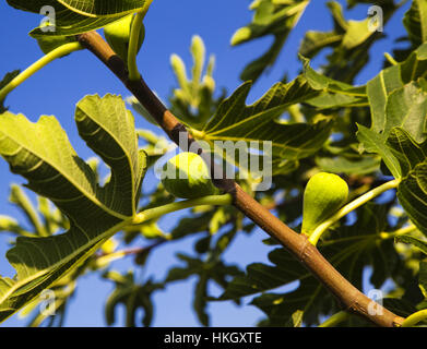 Fig Tree con frutti freschi in primo piano Foto Stock