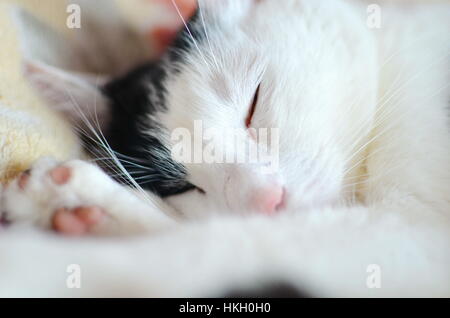 Bianco e nero gatto dorme sul letto Foto Stock