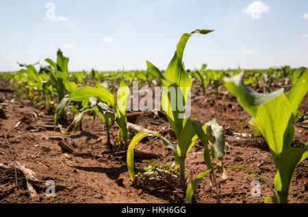 Basso angolo vista di giovani piante di mais (Zea mays) che cresce in un campo Mielie sul highveld. Foto Stock