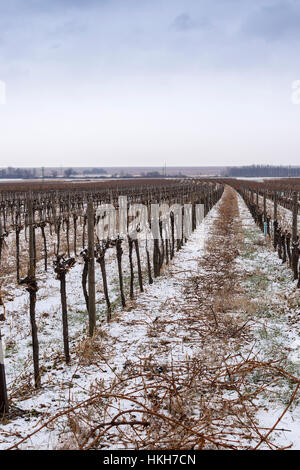 Vigneto in inverno freddo giorno di neve coperto Vigne Foto Stock