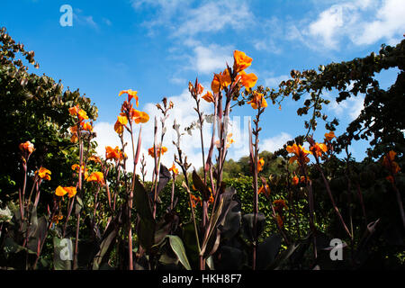 Progetto Eden, Cornwall, Regno Unito Foto Stock