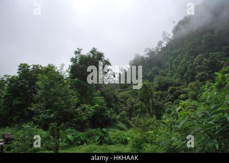 Valle Dzukou Nagaland a nord est dell India Foto Stock