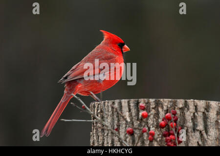 Il cardinale maschio posatoi sul moncone con winterberry Foto Stock