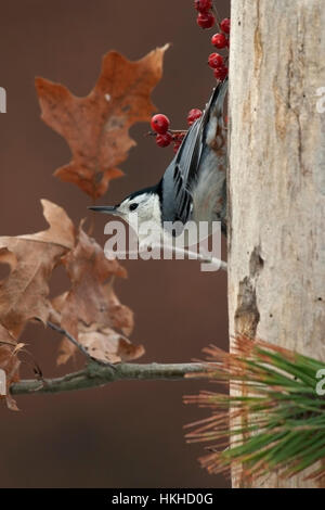 Petto bianco picchio muratore appollaiato sul ramo a spiovente in tardo autunno con foglie di quercia Foto Stock