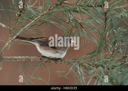 Dark eyed junco sul ramo di pino Foto Stock