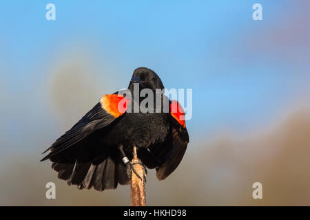 Rosso-winged blackbird - maschio Foto Stock