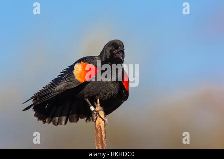 Rosso-winged blackbird - maschio Foto Stock