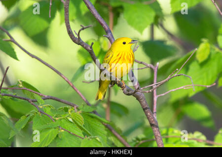 Trillo giallo - maschio Foto Stock