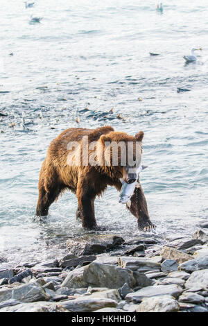 Un orso marrone maschio (Ursus arctos) cattura Un salmone rosa (Oncorhynchus Gorbuscha) al vivaio ittico, dove la pesca è abbastanza facile per gli orsi, Aliso... Foto Stock