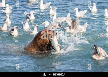 Un leone di mare nuota nel fish weir area e afferra un rosa salmone (Oncorhynchus gorbuscha), Allison punto, fuori Valdez Foto Stock