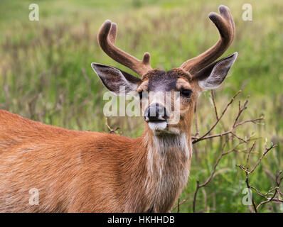 Sitka black-tailed deer (Odocoileus hemionus sitkensis) buck con corna ancora in velluto, Alaska Wildlife Conservation Centre, il centro-sud della Alaska Foto Stock