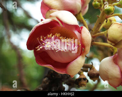 Sal Tree, Sal di India, Couroupita guianensis Aubl. L'impianto nel buddismo storia. Foto Stock