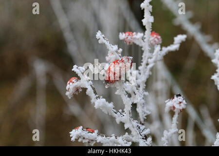 La brina formata su red cinorrodi in inverno Foto Stock