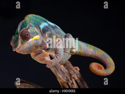 Panther Chameleon ritratto in studio con sfondo nero Foto Stock