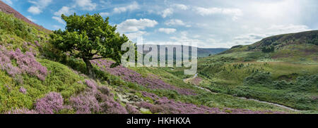 Estate a Crowden nel nord del Derbyshire. Viola heather blooming intorno le rocce in questo drammatico e aspro paesaggio. Foto Stock