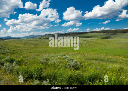 Bisonti in Hayden Valley, il Parco Nazionale di Yellowstone, Wyoming USA Foto Stock