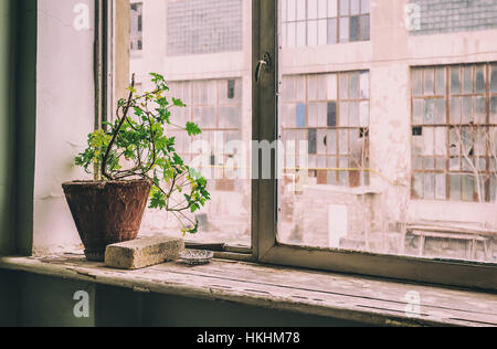 Unico fiore in una pentola di creta sul davanzale. Un superstite in un edificio abbandonato Foto Stock