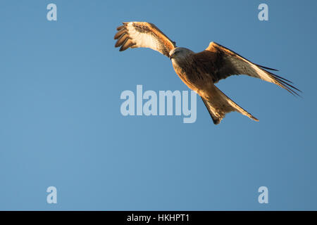 Nibbio reale (Milvus milvus) in volo con ali angolata. Medio-grande rapace della famiglia Accipitridae, volare in Galles, Regno Unito Foto Stock