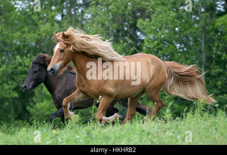 Due bellissimi cavalli islandesi galoppo attraverso il pascolo estivo Foto Stock