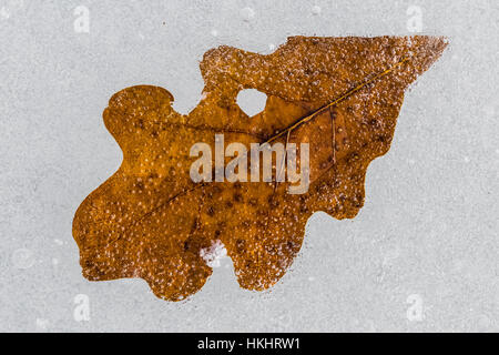 Caduto quercia bianca, Quercus alba, foglia annegata nel ghiaccio sul lago di nuvole, laghi canadesi, Stanwood, Michigan, Stati Uniti d'America Foto Stock