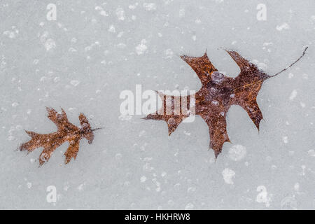 Caduto il nord di quercia rossa, Quercus rubra, lascia incorporato in ghiaccio sul lago di nuvole, laghi canadesi, Stanwood, Michigan, Stati Uniti d'America Foto Stock