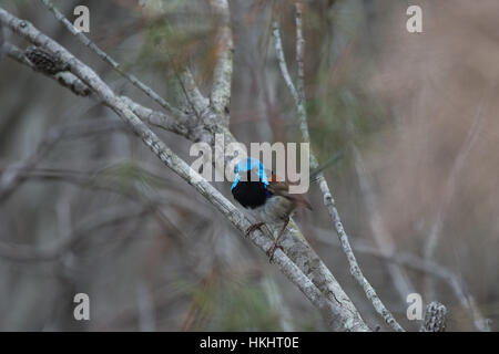 Fairy wren in un albero di Manly, Australia Foto Stock