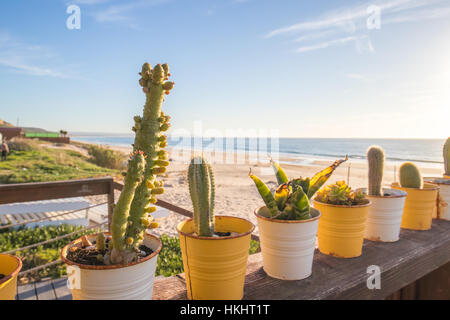 Una linea di molti diversi cactus nel vecchio arrugginito pentole, sulla sommità di un ripiano in legno, durante il tramonto. Foto Stock