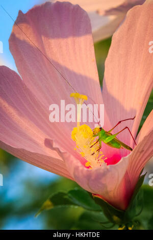 KATYDID VERDE IN ibisco rosa Foto Stock