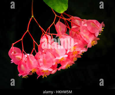 ANGEL WING BEGONIA BEGONIA Foto Stock