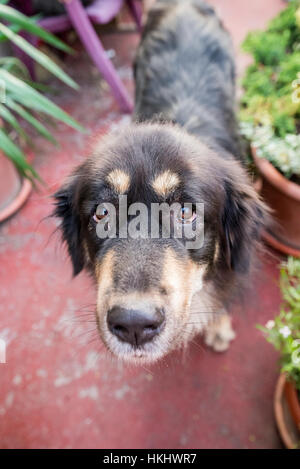 Mastino tibetano Foto Stock