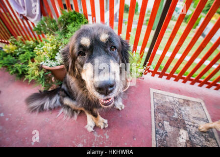 Mastino tibetano Foto Stock