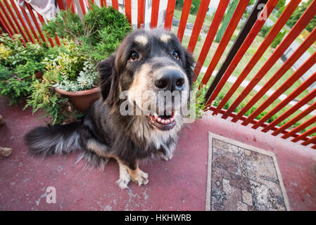 Mastino tibetano Foto Stock