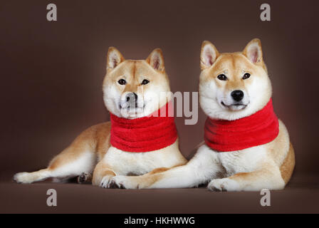 Shiba Inu cane paio di femmina con sciarpa in studio Foto Stock