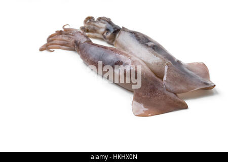 Calamari freschi isolato su bianco Foto Stock