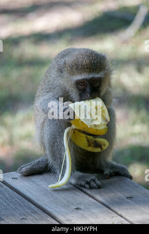 Vista frontale di tutto il corpo di una scimmia Vervet, Chlorocebus pygerythrus, mangiare una banana e guardando la telecamera al di fuori di un turista cabina Foto Stock