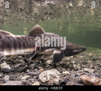 Vista subacquea di Un salmone rosa (Oncorhynchus Gorbuscha) coppia di uova con un aggressivo Sneaker maschio gaping in Hartney Creek vicino a Cordova, Alask... Foto Stock