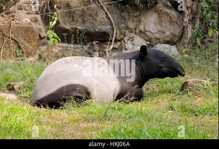 Il tapiro: la malese, chiamato anche Asian tapiro (Tapirus indicus) Foto Stock