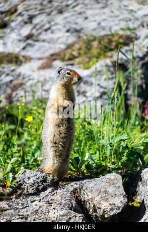Close up di Richardson di massa (scoiattolo Urocitellus richardsonii) ritto sulle rocce, il Parco Nazionale di Banff; Banff, Alberta, Canada Foto Stock