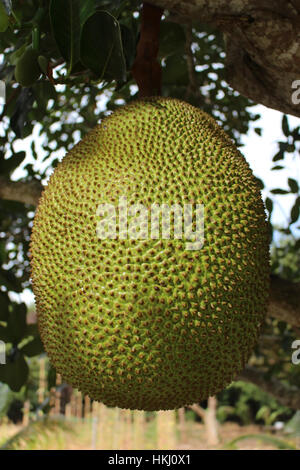 Tutto il singolo grande Jackfruit che cresce su un albero in una fattoria nel sud-est asiatico Foto Stock