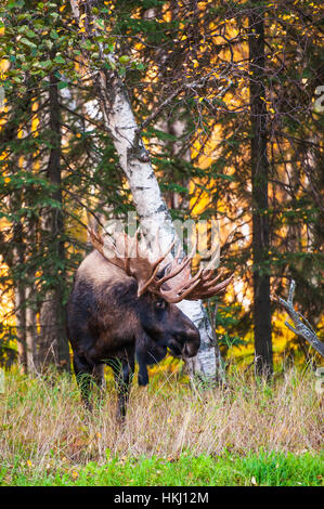 Il grande bull moose (Alces alces) noto come "gancio" che fa roaming in Kincade Park area di ancoraggio è visto durante la caduta rut nel centro-sud della Alaska Foto Stock