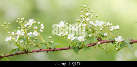 Blackberry Highbush Foto Stock