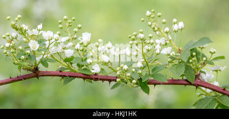 Blackberry Highbush Foto Stock